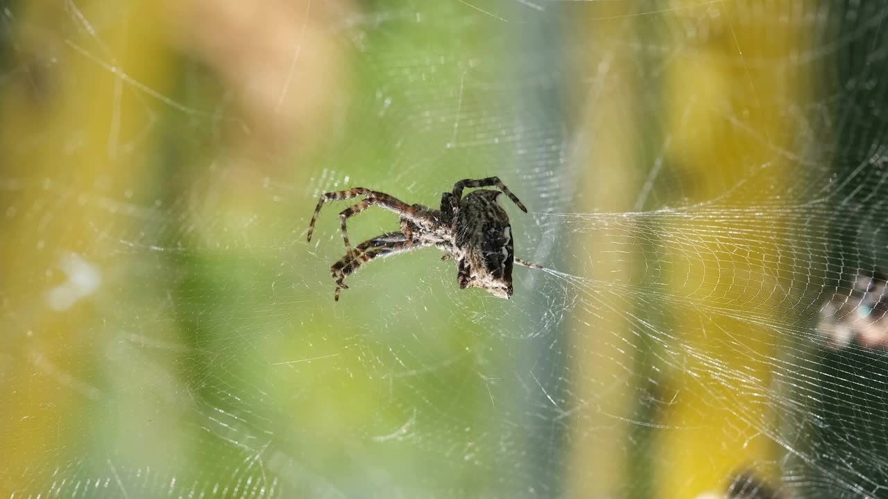 蜘蛛昆虫宏观视图，而狩猎他的网上野生生态系统，野生动物视频素材