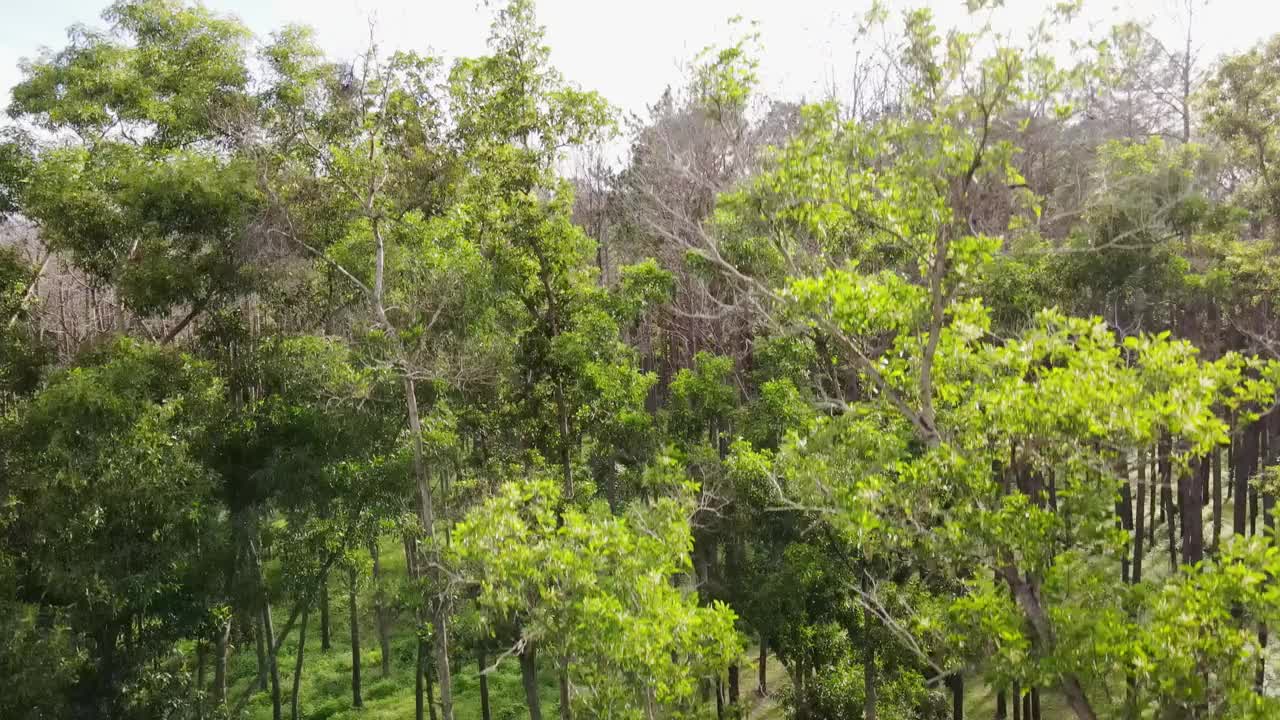 树梢雨林许多树木鲜绿的山背景。视频素材