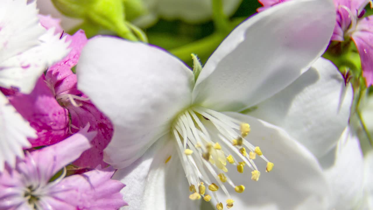 粉红色和紫色的花，绿色的叶子，模糊的花的背景，别墅和蔬菜花园，夏天的花。粉红色和紫色的花。视频素材