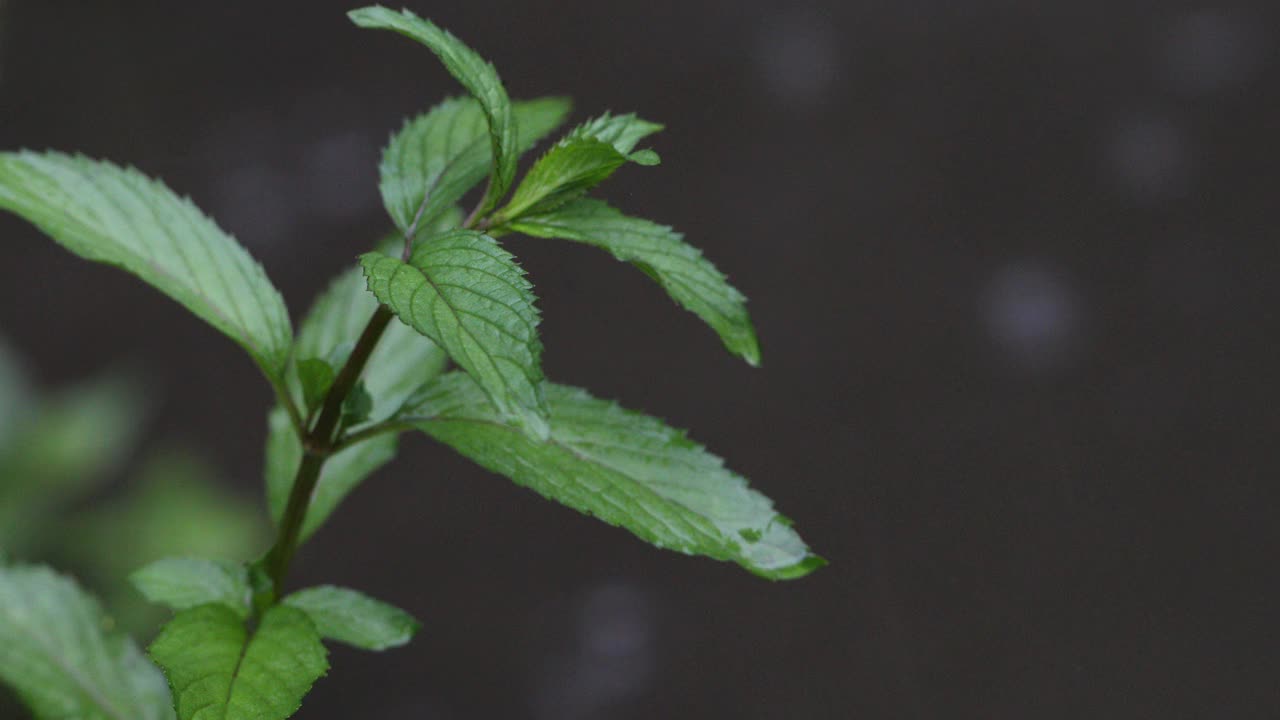 雨天的场景视频素材