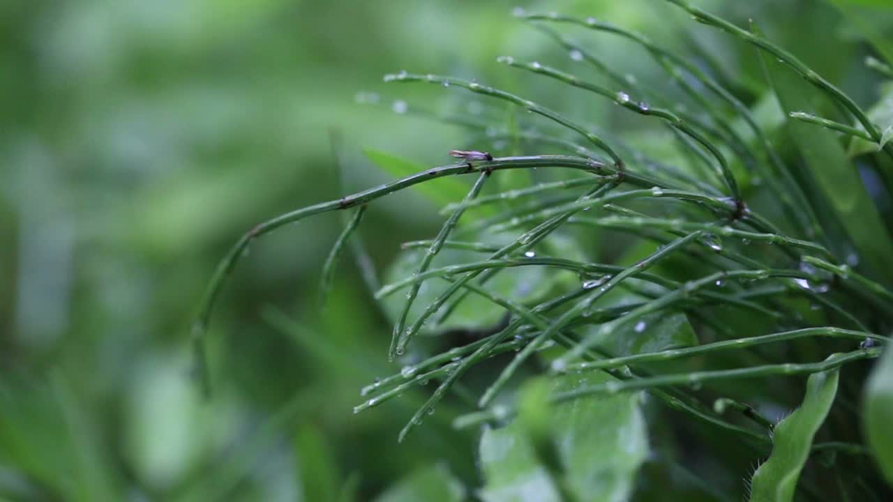 树叶背景的特写视频素材