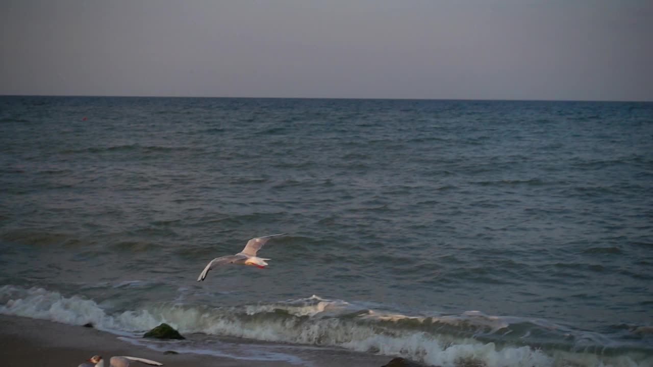 海鸥在海上飞翔。缓慢的运动。视频素材