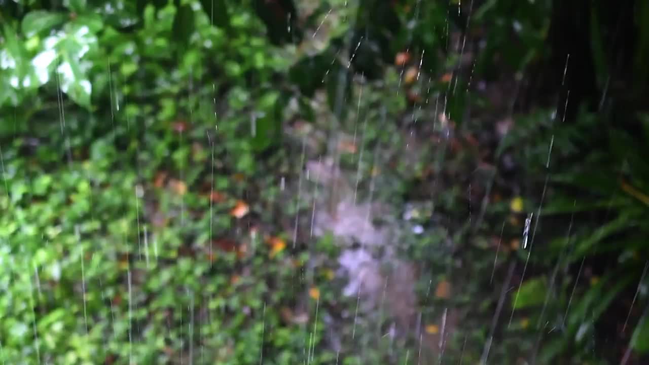 雨季雨水滴落，绿树背景和声音模糊视频素材