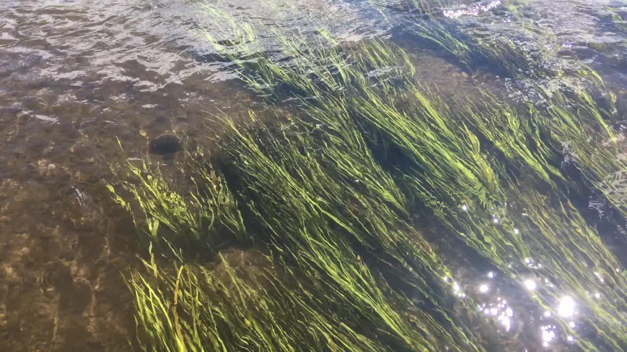 河底沙质的水藻。耀眼的阳光照射在水面上视频素材