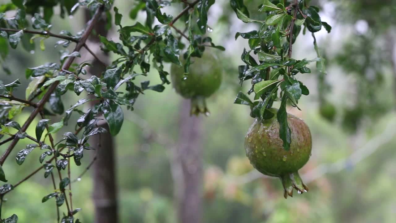 鲜绿的石榴挂在树上视频素材