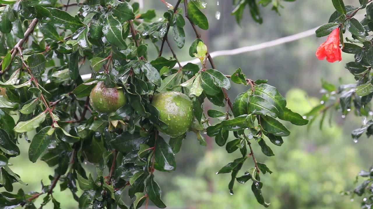 鲜绿的石榴挂在树上视频素材