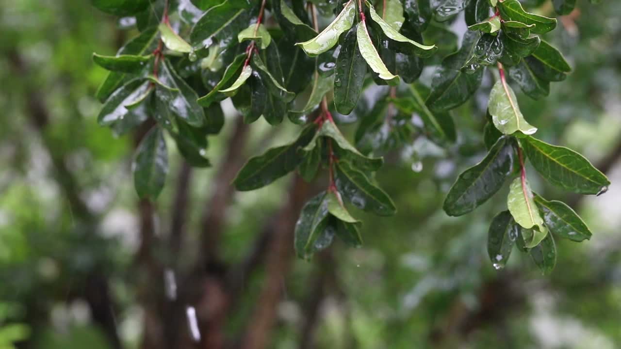 雨落在绿树上的特写视频素材