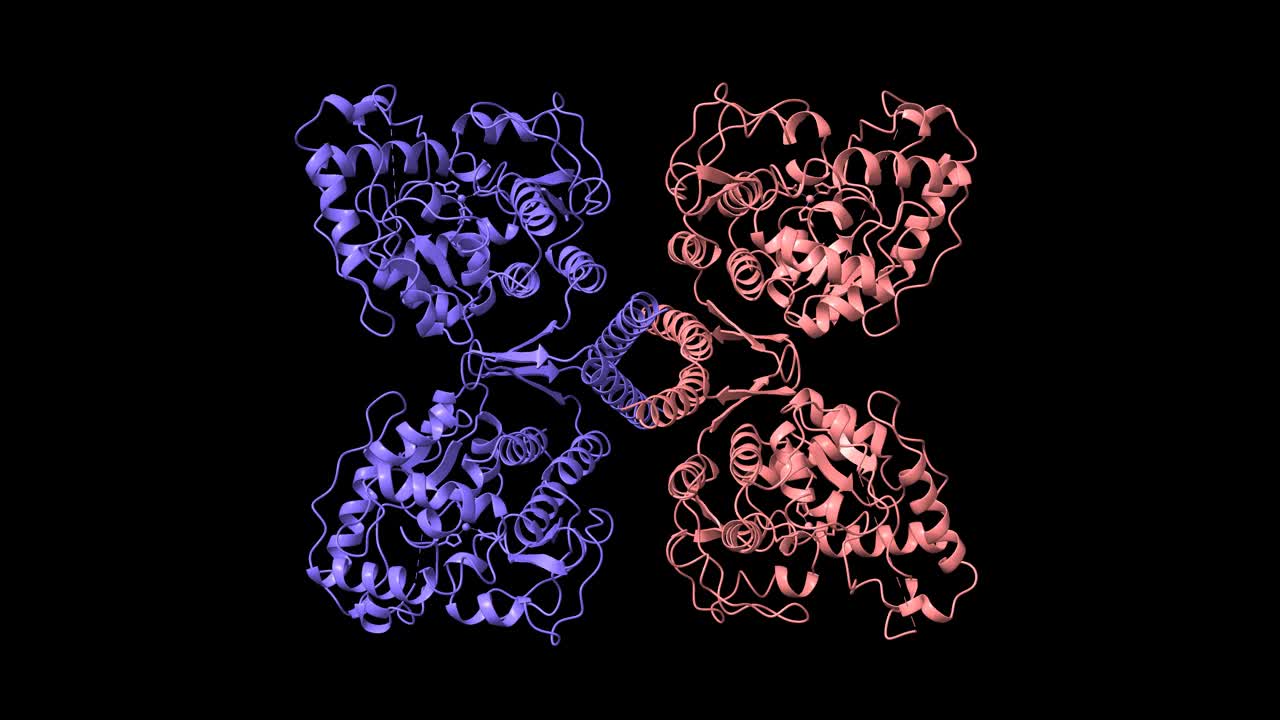 苯丙氨酸羟化酶四聚体的结构视频素材