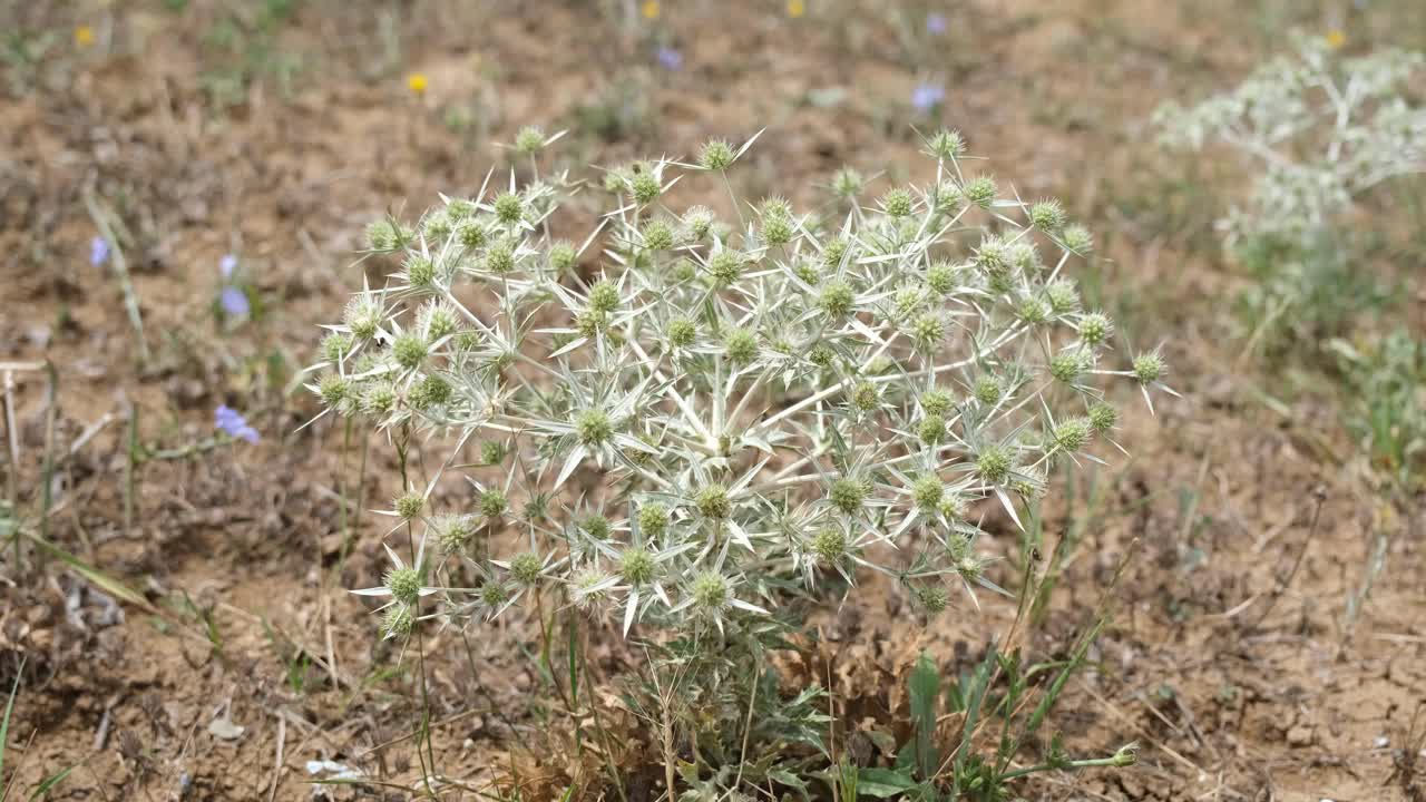 绿色的植物。风吹动沙漠中多刺的野草视频素材