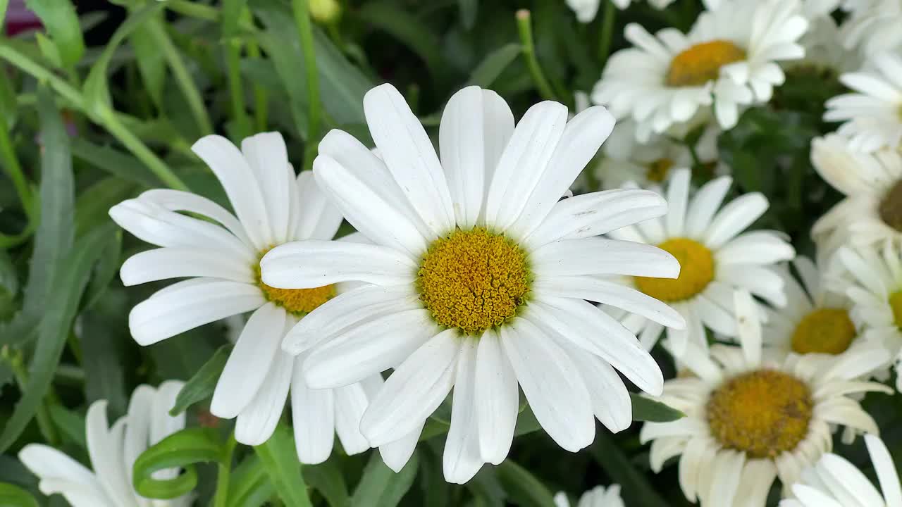 沙斯塔雏菊花或最大的白菊花视频素材