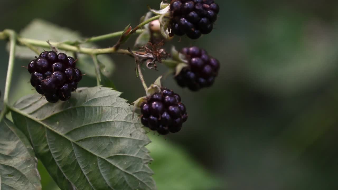 森林里，成熟的黑莓挂在树枝上，随风摇摆视频素材