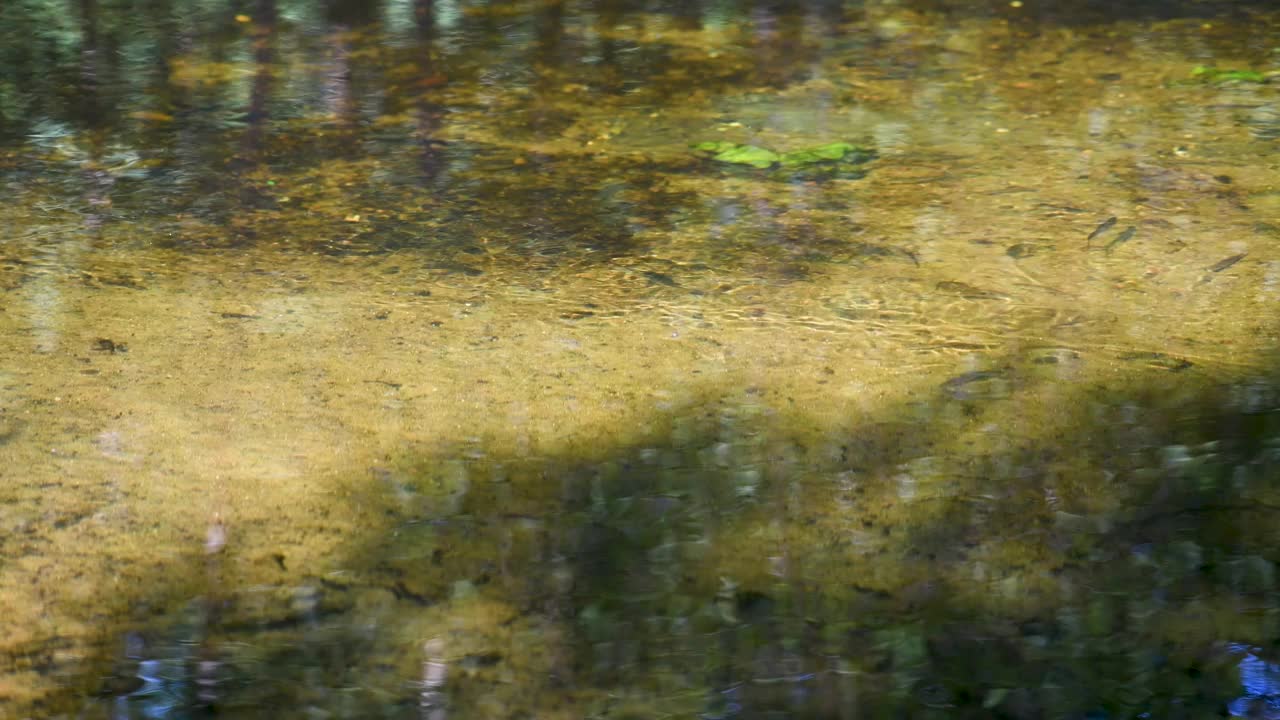 清除漂浮的森林河流与鱼视频素材