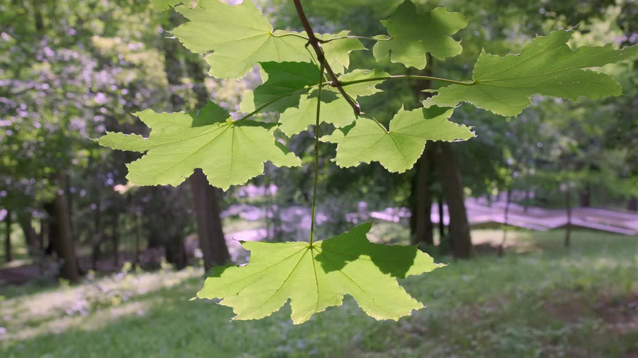 绿色叶子背景4K视频素材