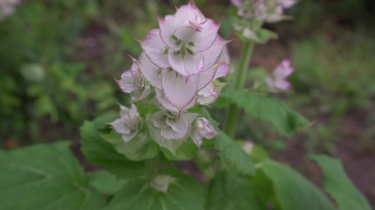 紫色鼠尾草花淋浴期间的特写。视频素材