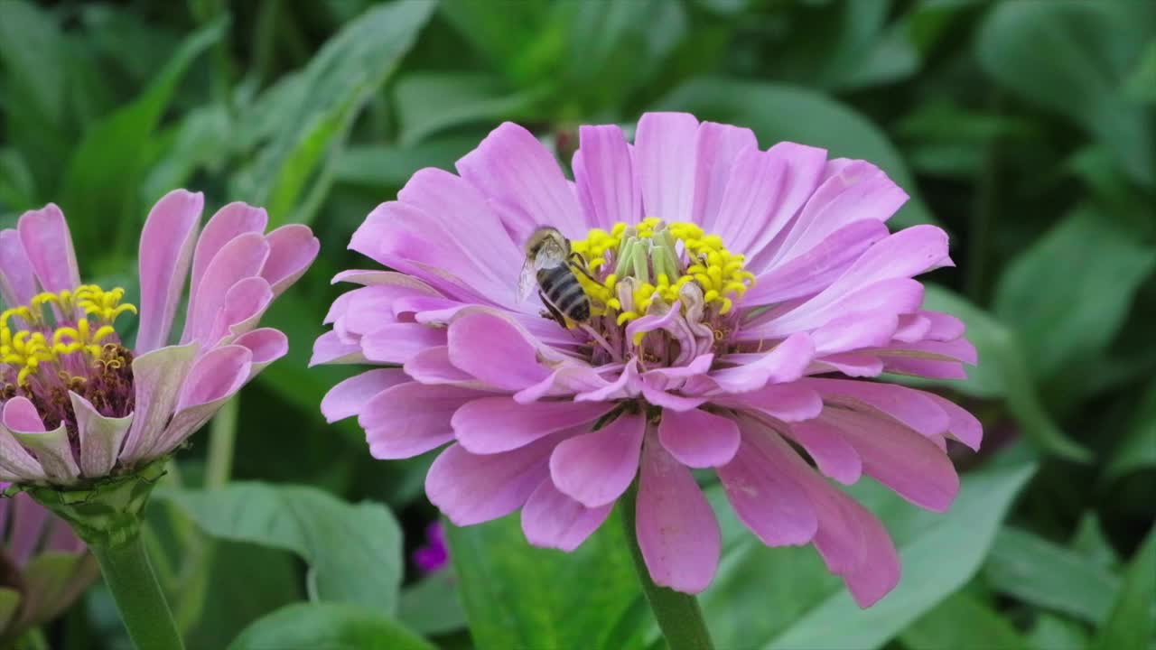 蜂鸟鹰蛾昆虫在花上飞行视频素材