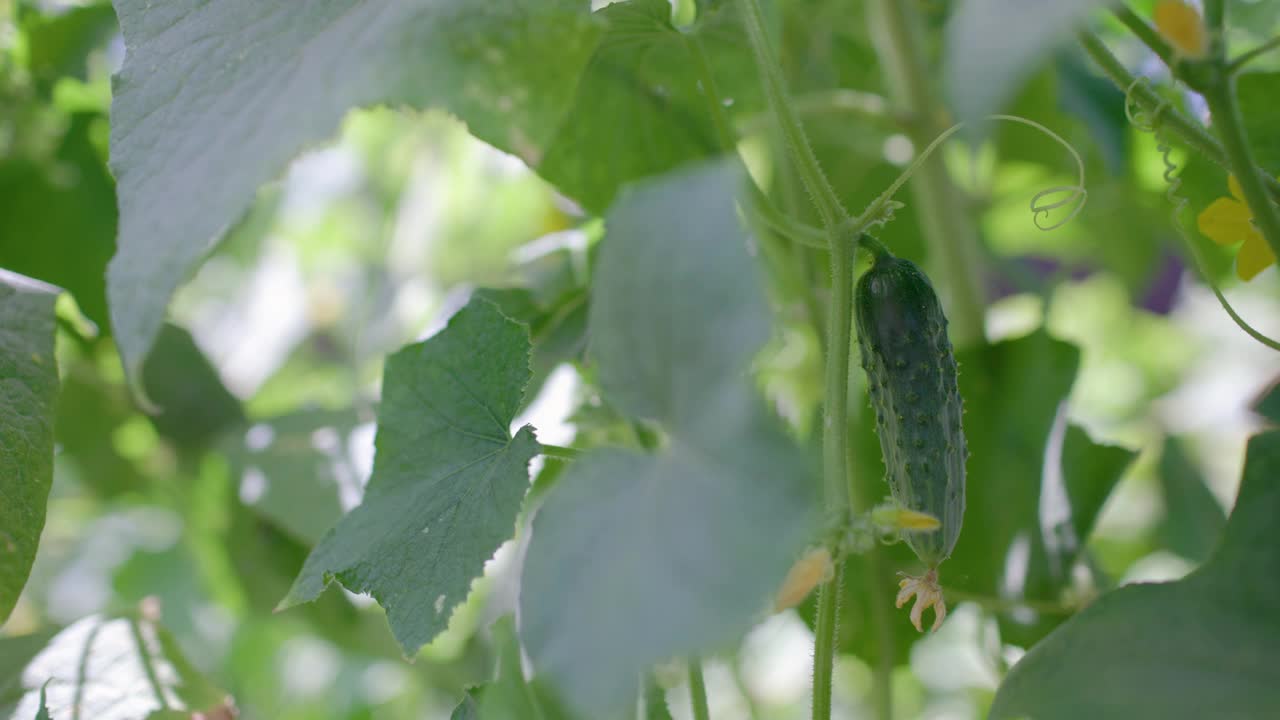 在黄瓜菜园里收获蔬菜的女人视频素材