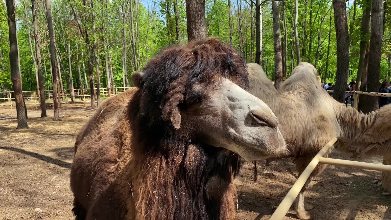 双峰驼在公园区域靠近动物园的领地视频素材