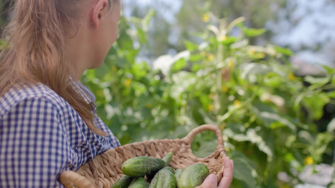 在黄瓜菜园里收获蔬菜的女人视频素材