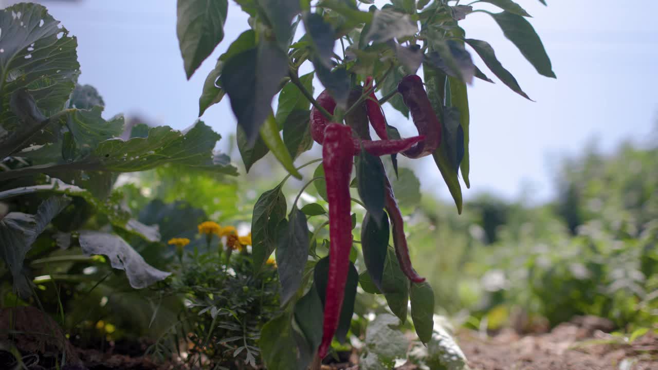 在她的菜园里用胡椒收获蔬菜的女人视频素材