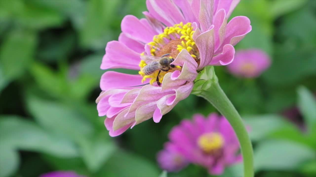 蜂鸟鹰蛾昆虫在花上飞行视频素材