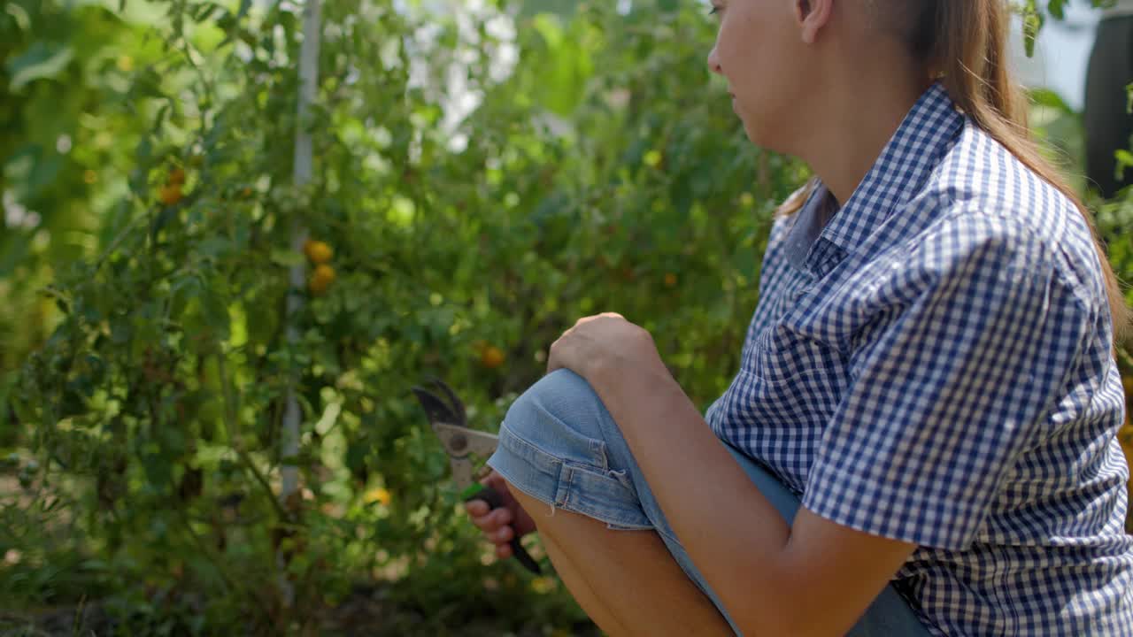 在她的菜园里收获番茄蔬菜的女人视频素材