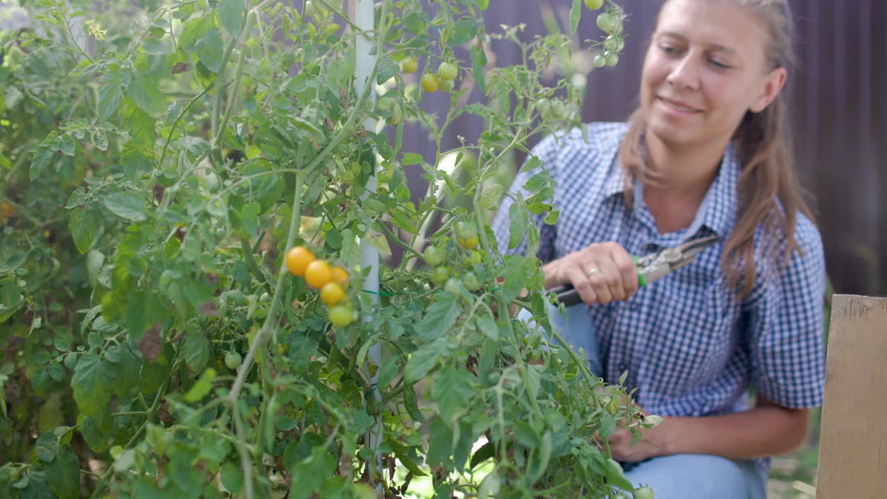 在她的菜园里收获番茄蔬菜的女人视频素材