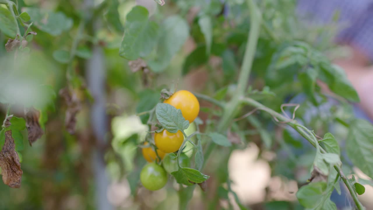 在她的菜园里收获番茄蔬菜的女人视频素材