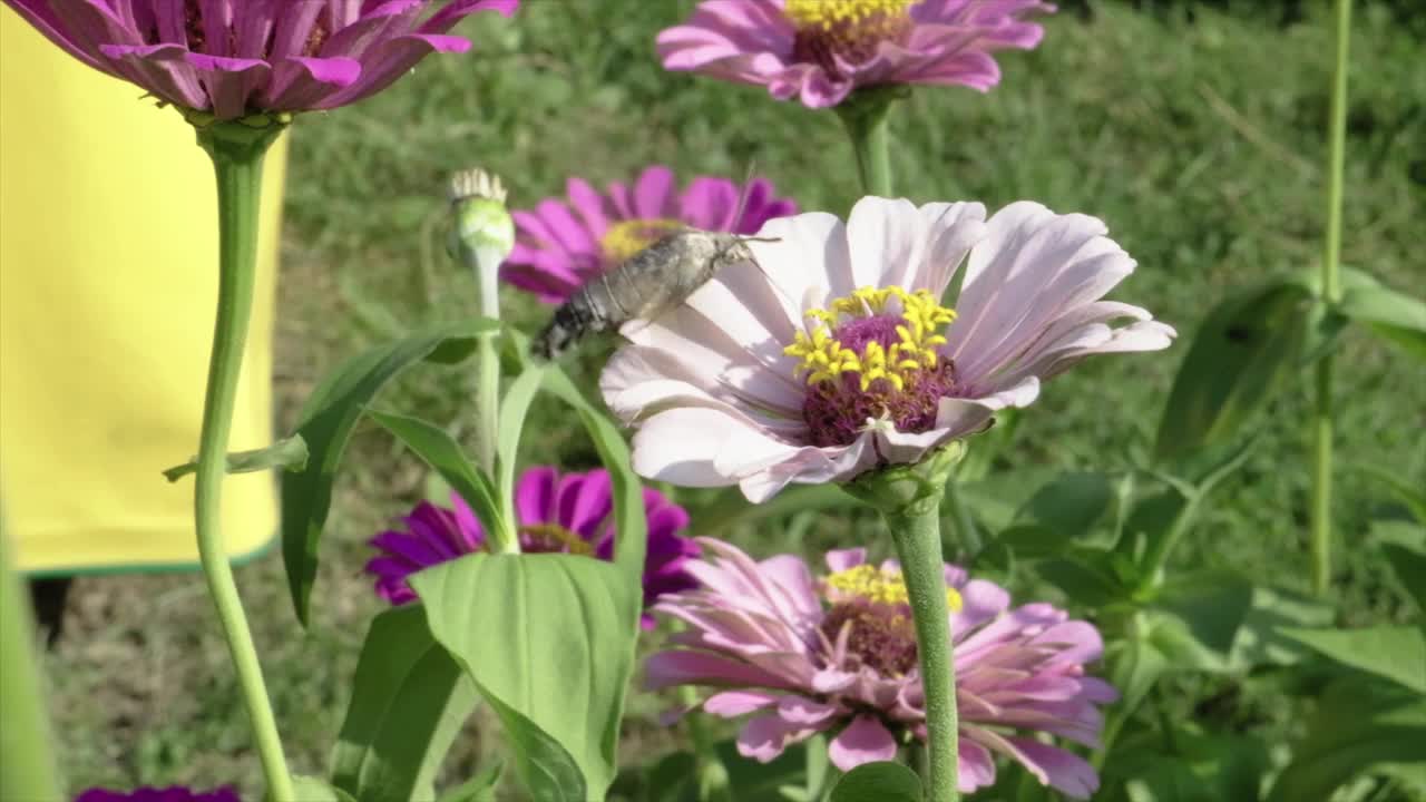 蜂鸟鹰蛾昆虫在花上飞行视频素材