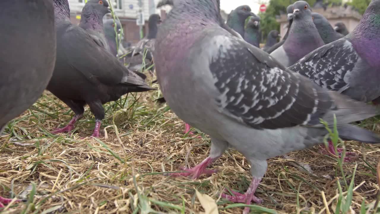 近距离拍摄的一群鸽子在城市街道上争夺食物视频素材