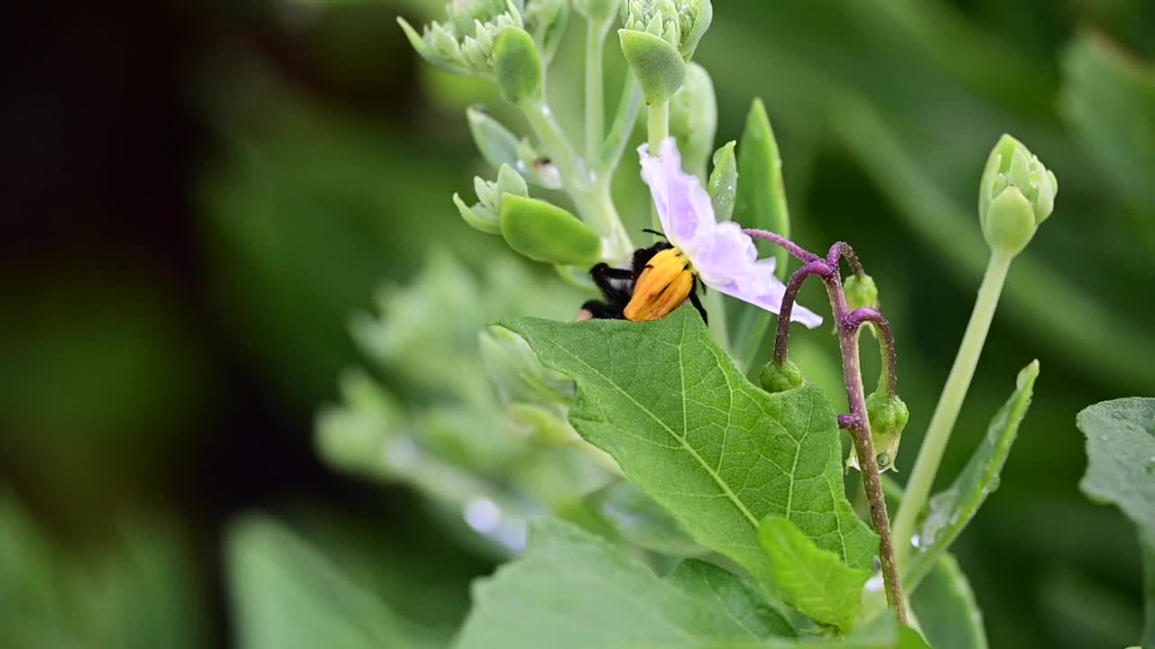 大黄蜂从卡罗莱纳马唐花上采集花粉视频素材