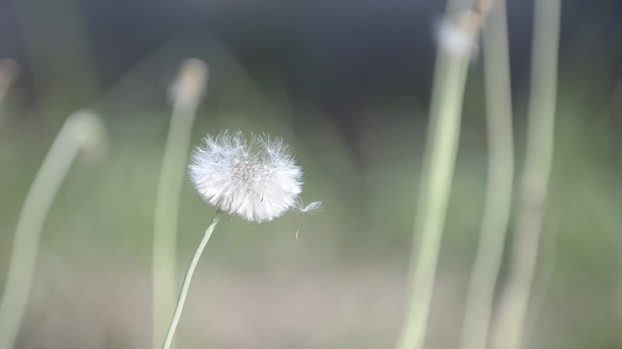 娇嫩的白花蒲公英在春风中摇曳。美丽的照片毛茸茸的白色种子飞走了。花开花落。视频素材