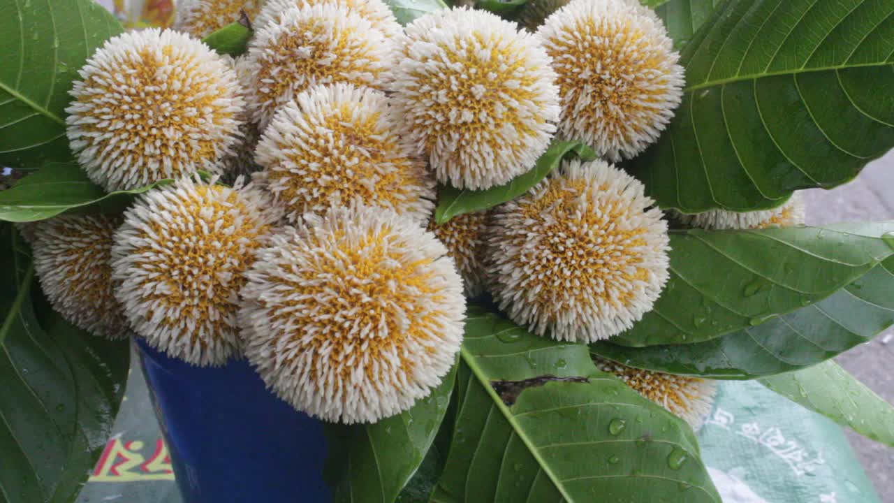 “卡达姆花”是孟加拉国雨季的一种花视频下载