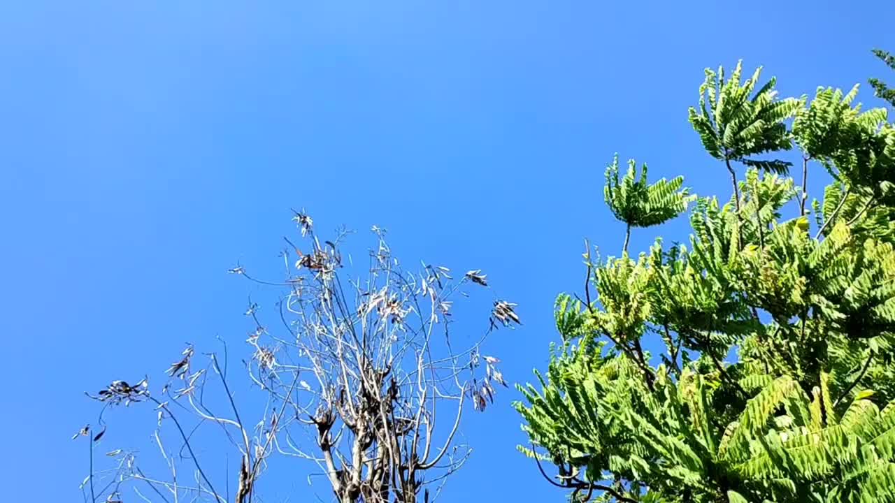 蓝天下郁郁葱葱的树叶视频下载