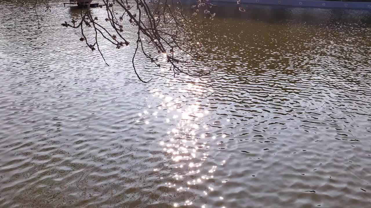 在阳光明媚的日子里欣赏池塘景观视频素材