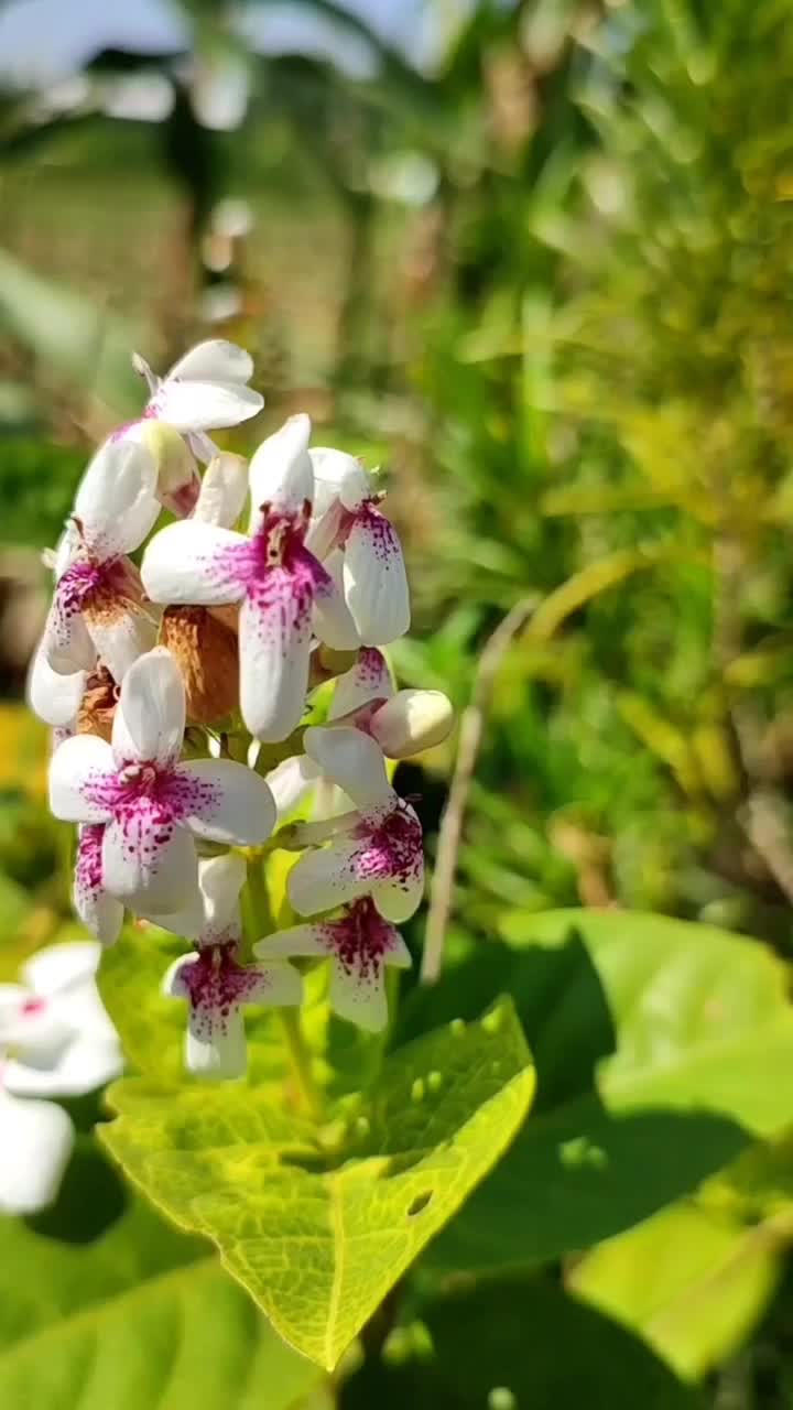 特写白花绿叶在城市公园视频下载