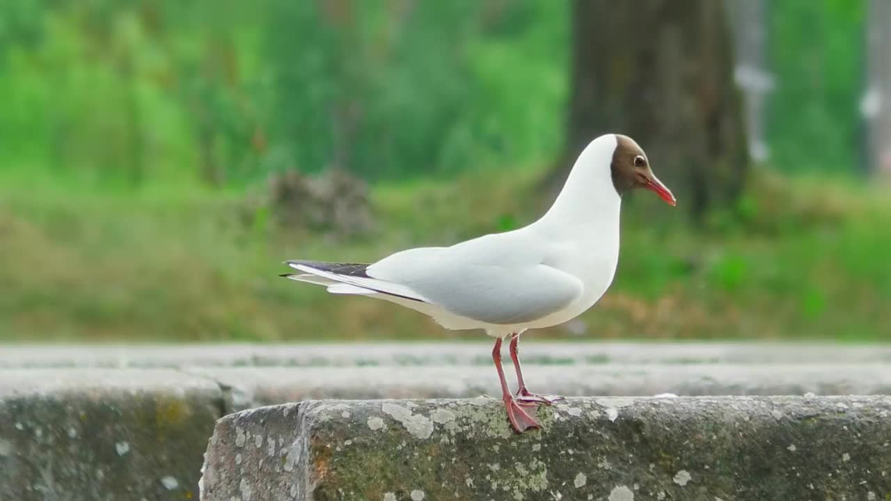 老码头上的海鸥。视频素材