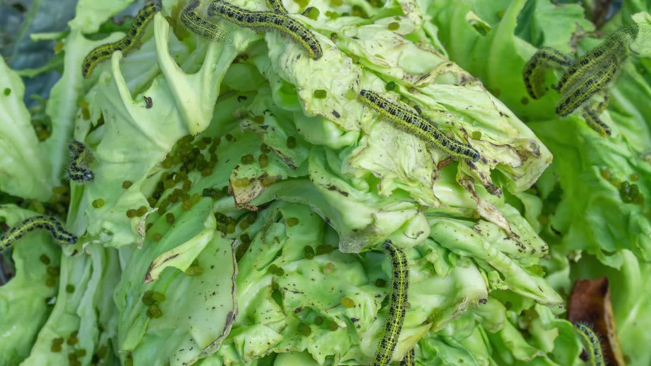 卷心菜上有很多毛毛虫视频素材