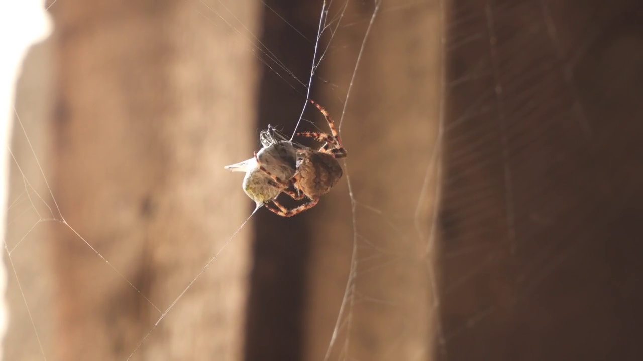 蜘蛛在网上捉到了一只甲虫。蜘蛛把猎物裹在丝茧里视频素材