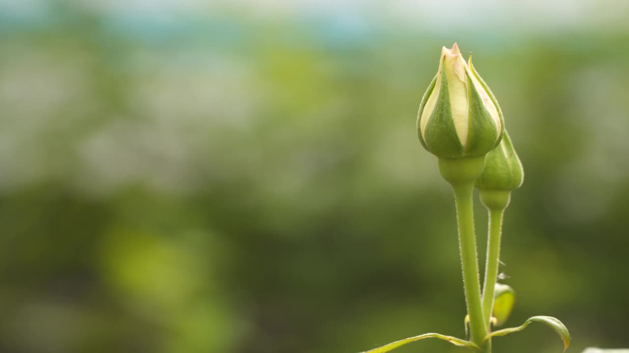 未开放的玫瑰花蕾。背景没有对焦视频素材