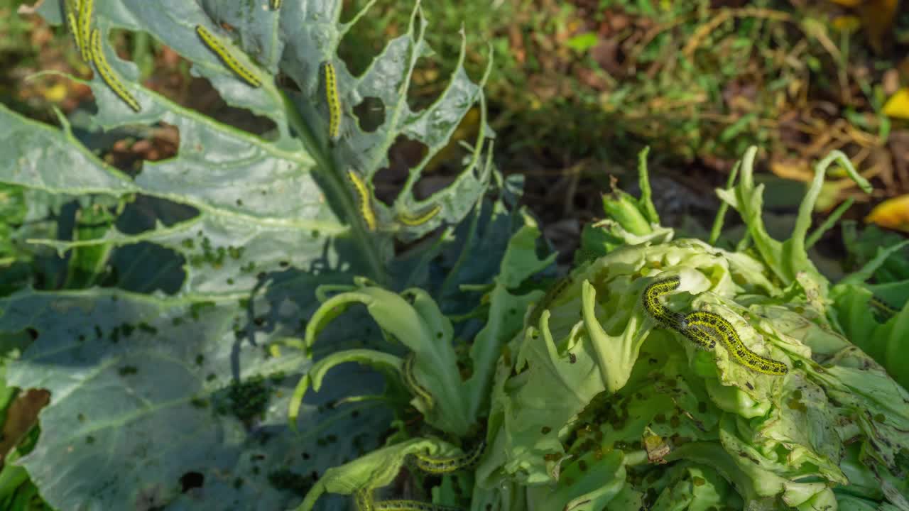 卷心菜上有很多毛毛虫视频素材