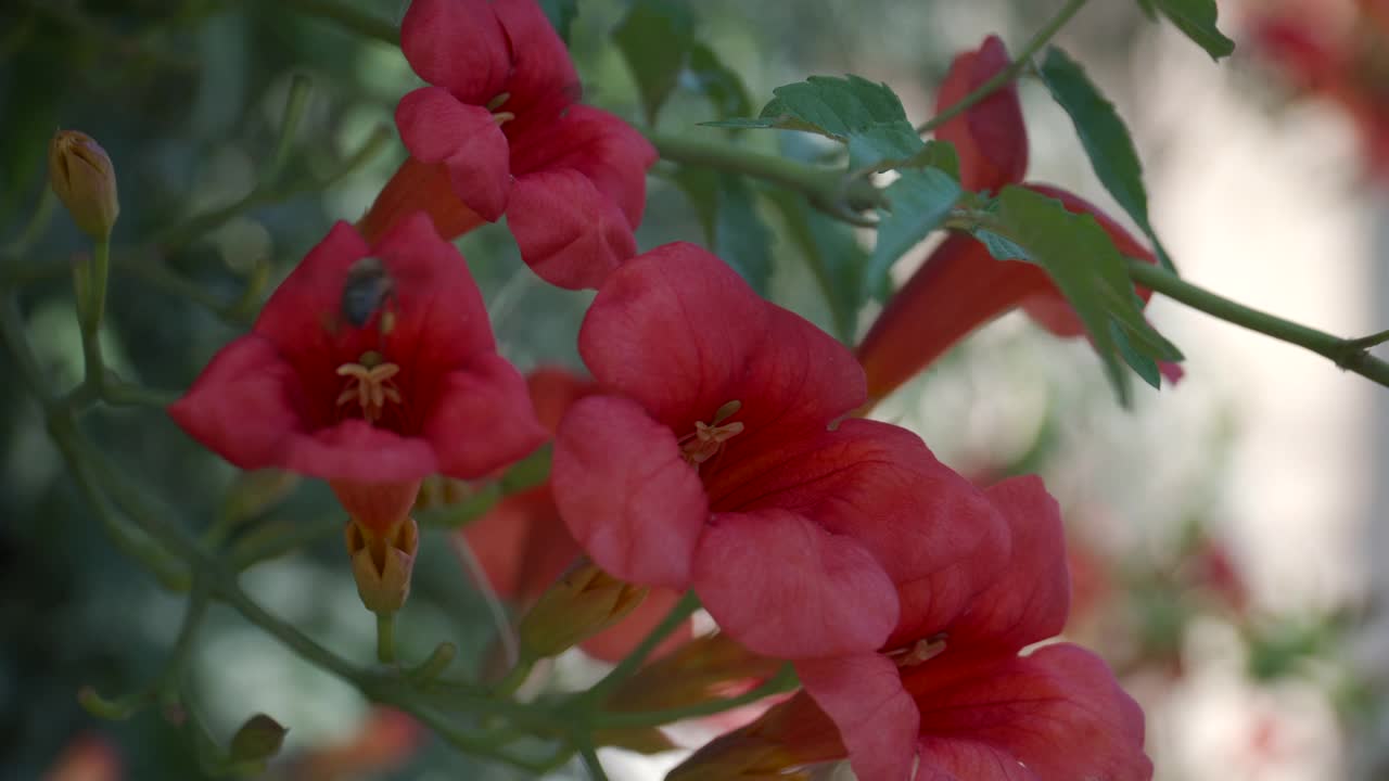 一朵红花上的蜜蜂视频素材