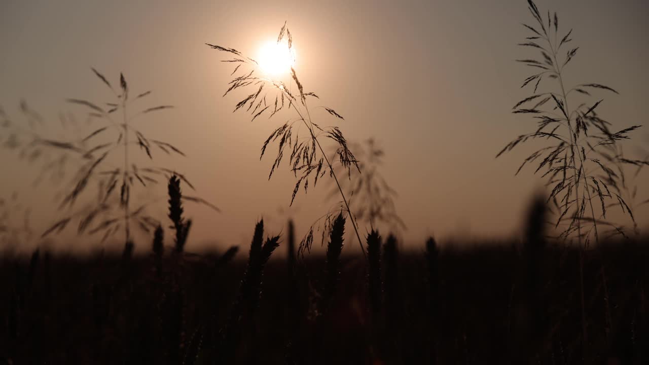 小草迎着太阳。农业的概念。乡村自然之美。夕阳,金色的小时视频素材