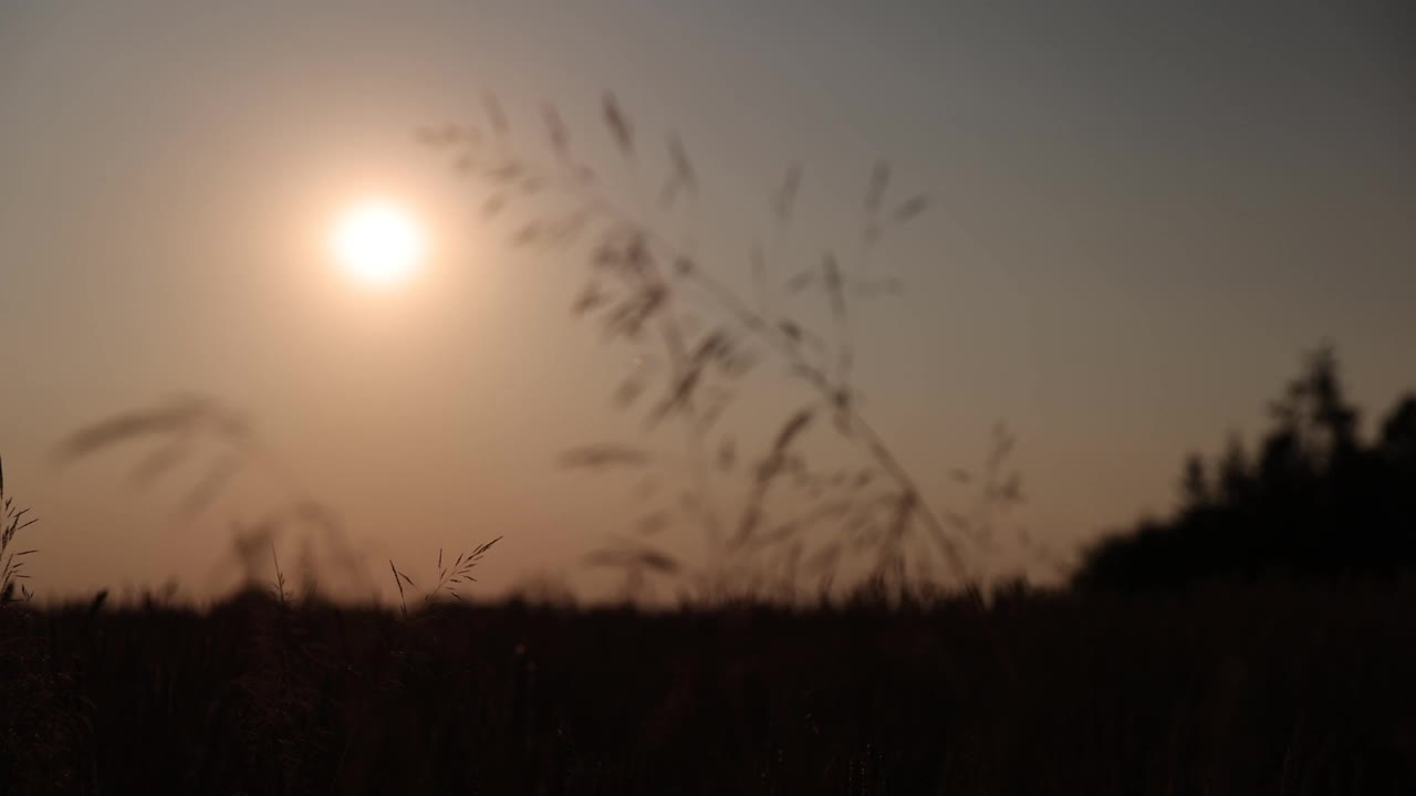 小草迎着太阳。农业的概念。乡村自然之美。夕阳,金色的小时视频素材