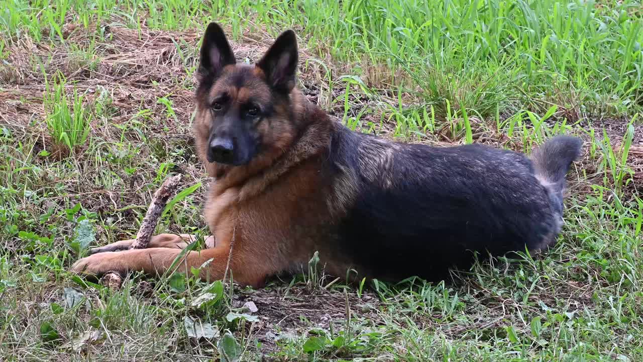 一只德国牧羊犬躺在地上，成狮身人面像的样子，手里拿着一根棍子，一边咬着它，一边抬起头，突然直视着摄像机，然后又向前看了看摄像机。黑色和褐色视频素材