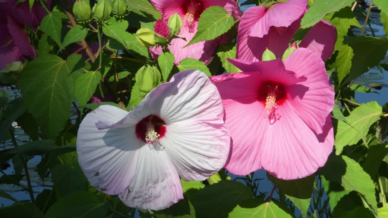 美丽的粉红色和白色芙蓉花位于佛罗伦萨米开朗基罗广场的花园。意大利。视频素材