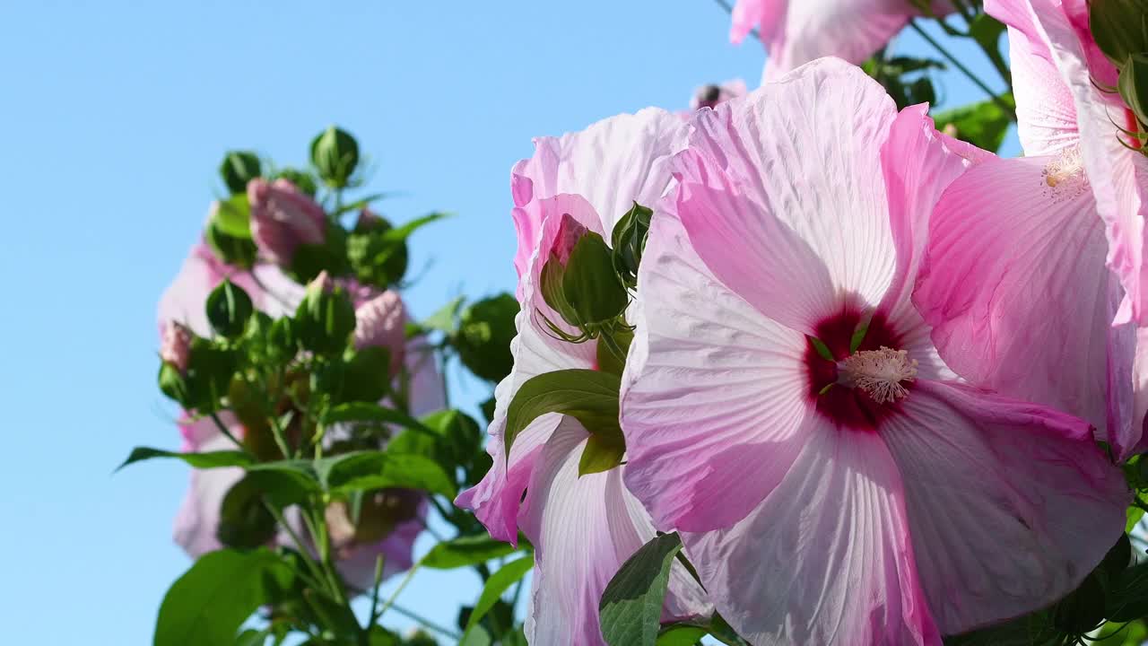 美丽的大芙蓉花在蓝天的映衬下随风飘扬。视频素材