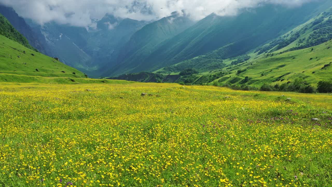 野花草地和高山视频素材