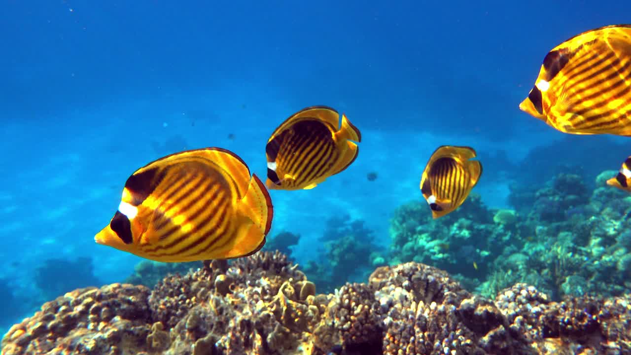 珊瑚鱼-红海浣熊蝴蝶鱼(fasciatus) 4K视频剪辑视频素材