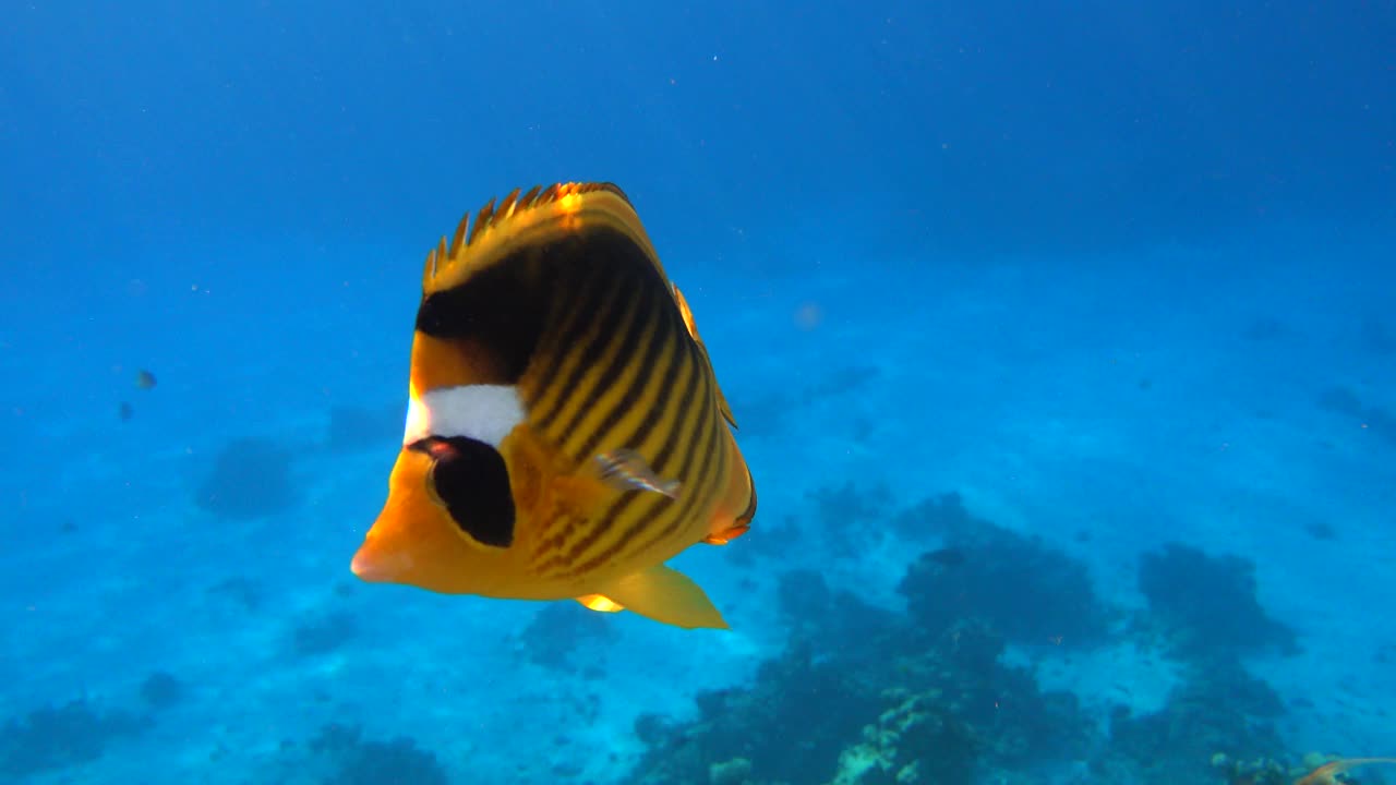 珊瑚鱼-红海浣熊蝴蝶鱼(fasciatus) 4K视频剪辑视频素材