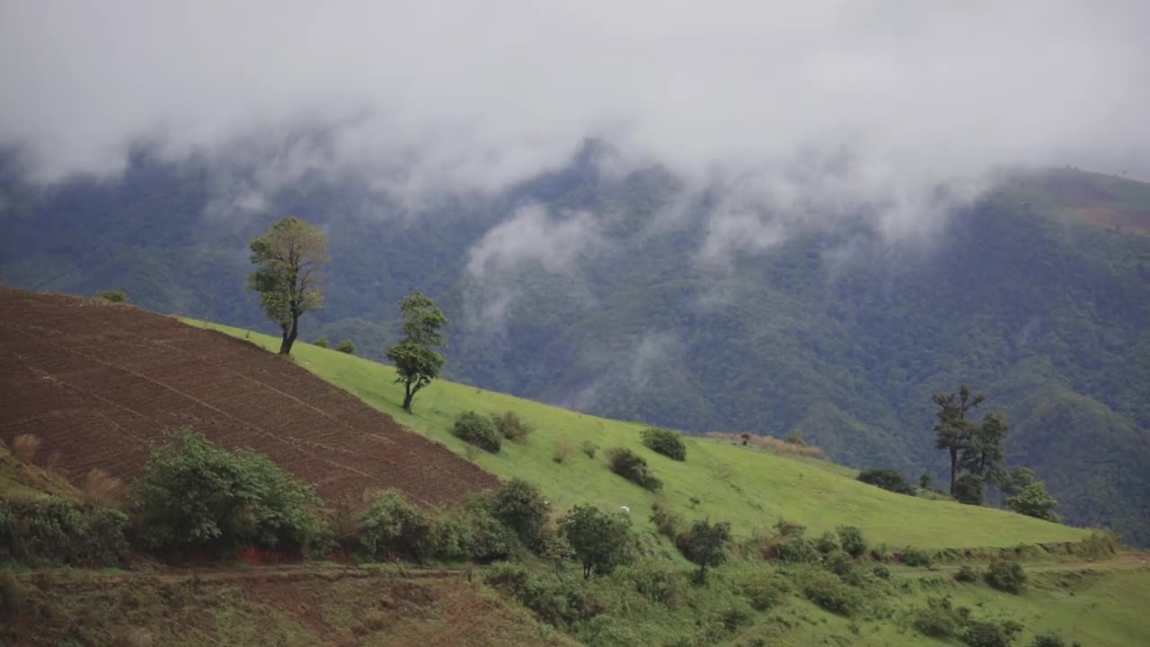 在泰国清迈山上的大自然中雨后视频素材